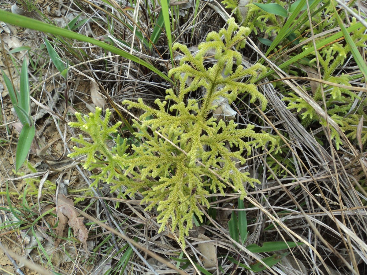Lycopodiella cernua (L.) Pic.Serm.